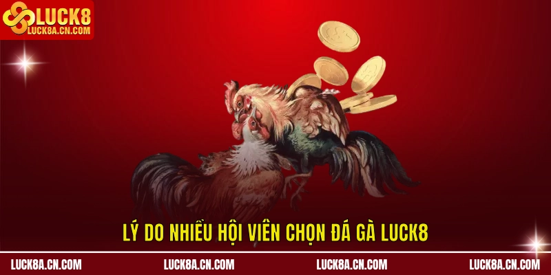 Lý do nhiều hội viên chọn Đá Gà LUCK8